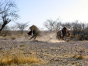 Kampf um die Beute, Etosha-Nationalpark