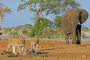Löwen und Elefanten im Savuti