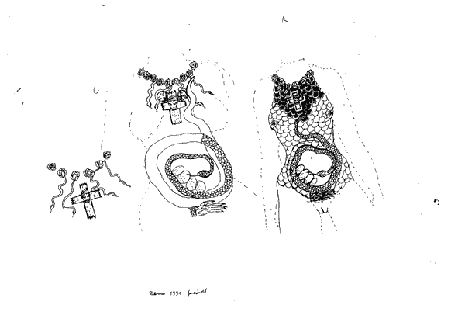 a southern death and beauty cult